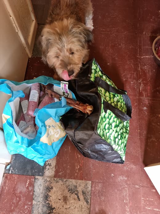 A tan terrier on a doorstep beside an opened bag of raw food and a bone